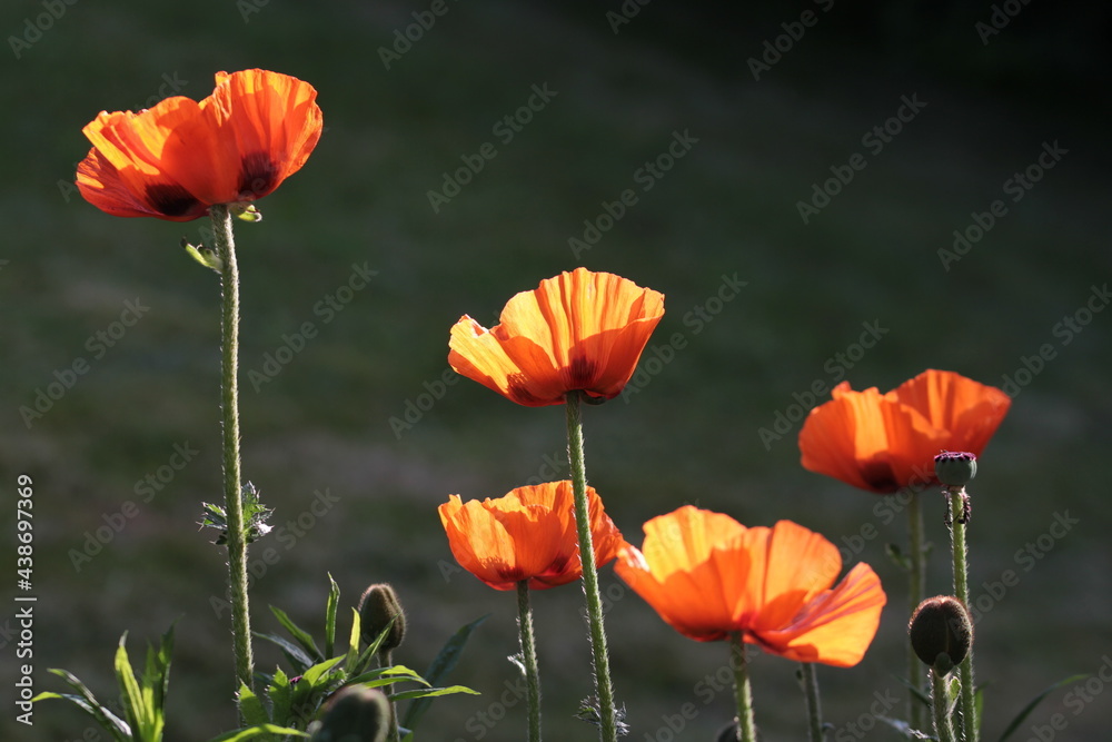 Obraz premium poppies in the field