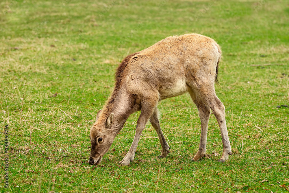 Deer on the pasture Deer on the pasture