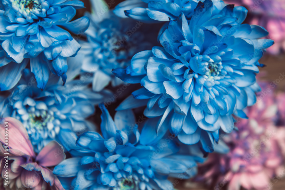 Violet, blue and pink chrysanthemum. A bouquet of chrysanthemums. Chrysanthemum Flower Close up. Violet, blue and pink chrysanthemum. A bouquet of chrysanthemums. Chrysanthemum Flower Close up.
