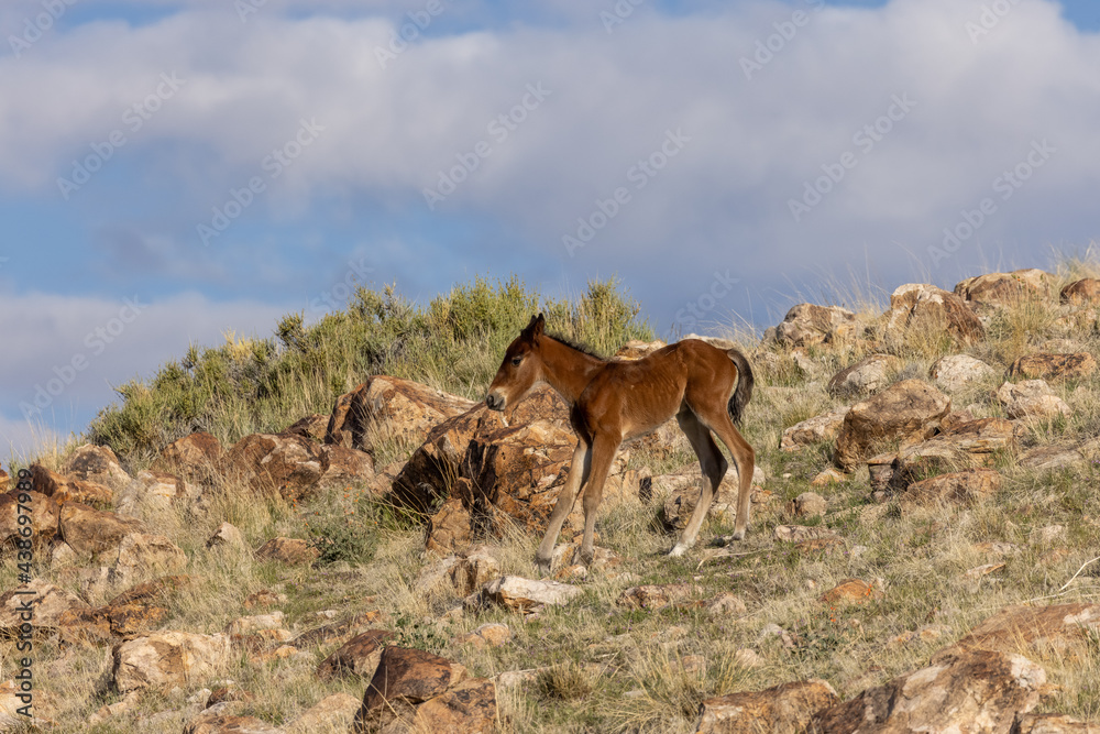 Cute Wild Horse Foal in the Utah Desert Cute Wild Horse Foal in the Utah Desert