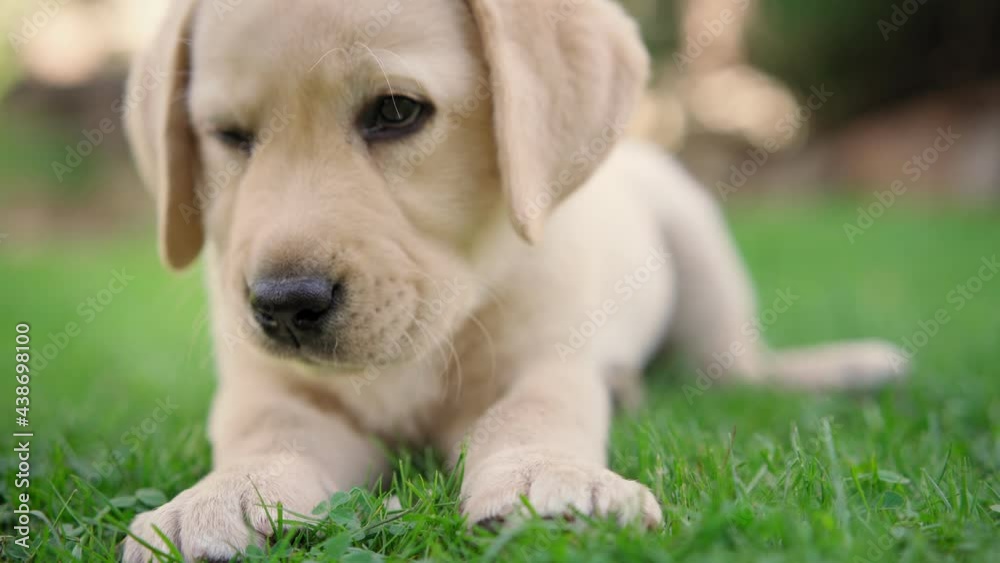 A cute little labrador puppy eats a small treat while lying on a green lawn on a sunny day. A cute little labrador puppy eats a small treat while lying on a green lawn on a sunny day.