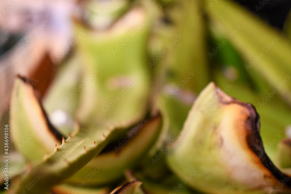 Fresh aloe leaves ready for shoppers at local farmers market Fresh aloe leaves ready for shoppers at local farmers market