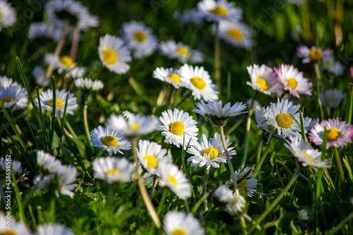White daisy flowers blooming in the meadow