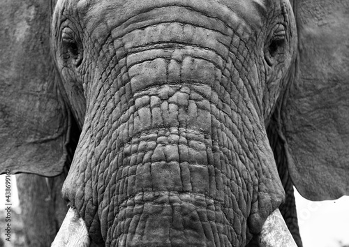 Portrait d'un elephant en Afrique du Sud 