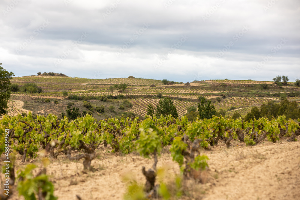 Vineyards in the wine-making region of La Rioja, Spain Vineyards in the wine-making region of La Rioja, Spain