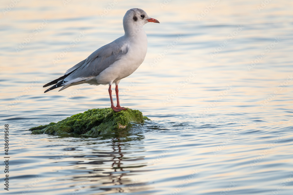 Seagull sits on stone cliff at the sea shore Seagull sits on stone cliff at the sea shore
