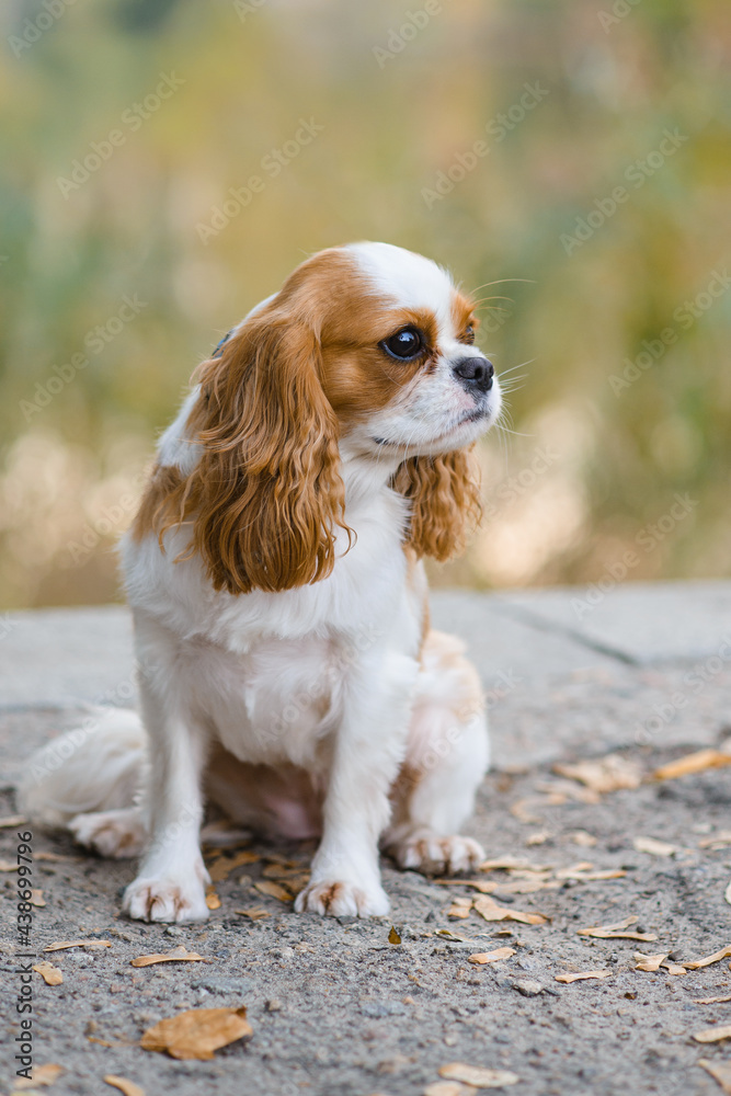 cavalier king charles spaniel. little dog on October background cavalier king charles spaniel. little dog on October background