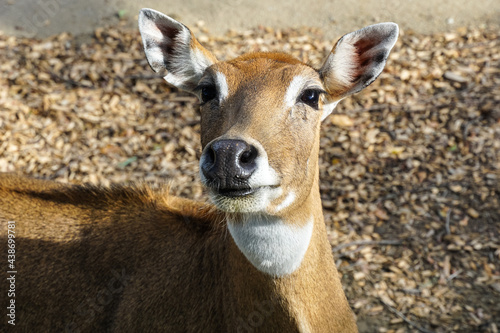 Female nilgai antelope, Boselaphus tragocamelus photo