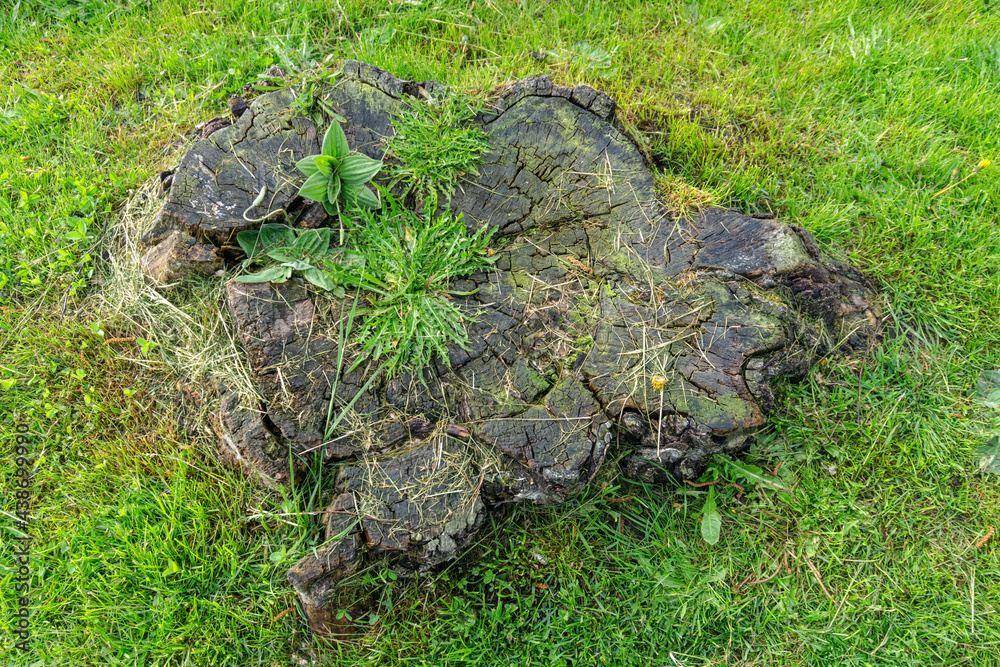 Fototapeta premium Heart formed stump with some green weeds