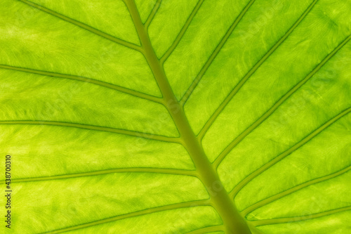 Back lighted green leaf, close up texture background