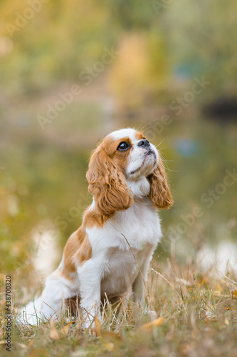 Fototapeta cavalier king charles spaniel. little dog on October background