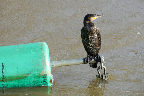 Great cormorant on a floating safety barrier on river