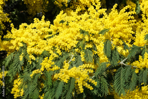 Blooming flowers of Mimosa scabrella tree photo