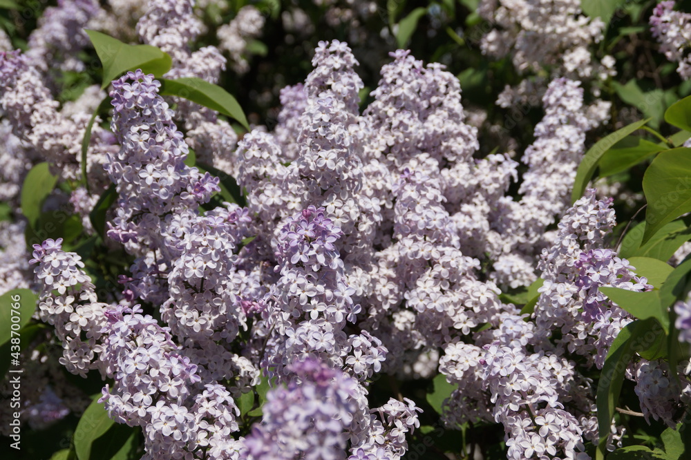 Fototapeta premium lilac flowers in the garden