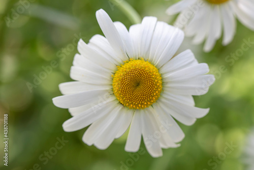 White Daisy flower macro on blurred background. Flowering Daisy.