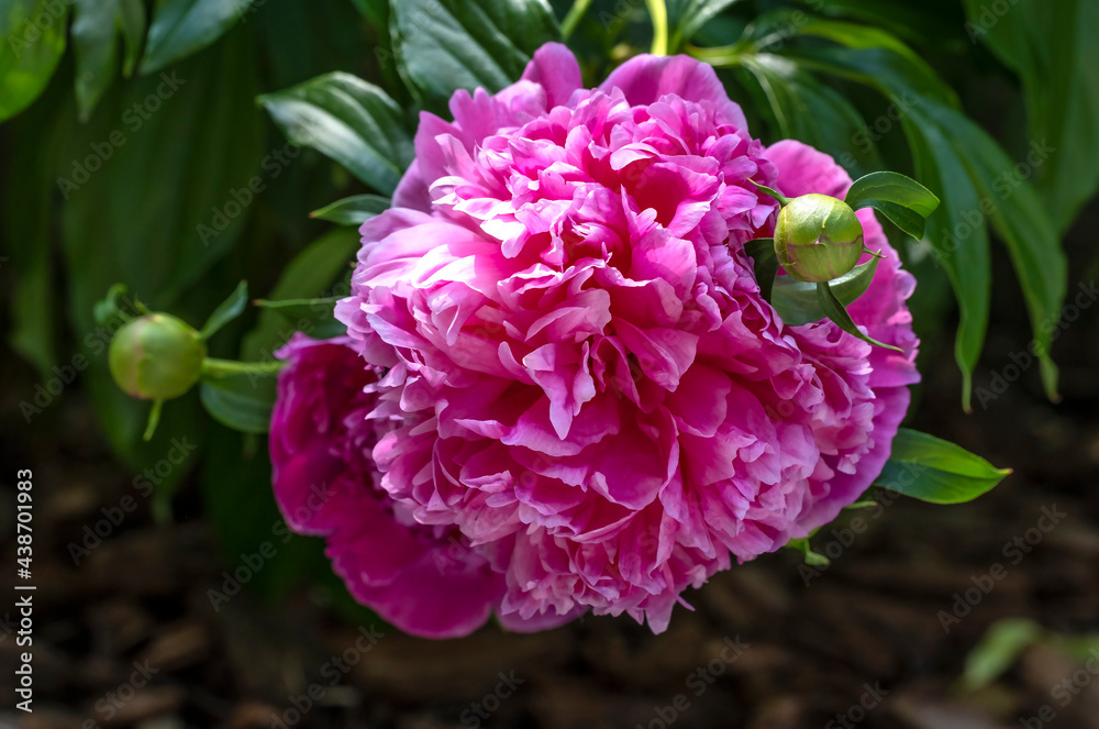 Fototapeta premium Dark Pink Peonies Blossoming on a Bush
