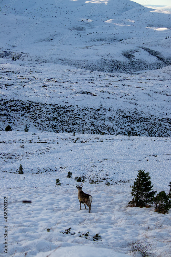 Deer in snow mountains.