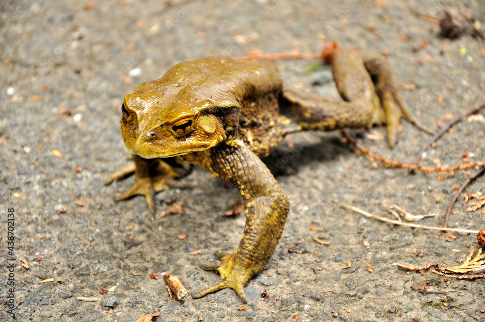 Naklejka premium ヒキガエル