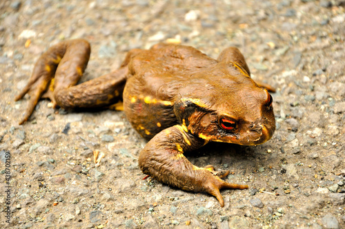 ガマガエル Images Browse 67 Stock Photos Vectors And Video Adobe Stock