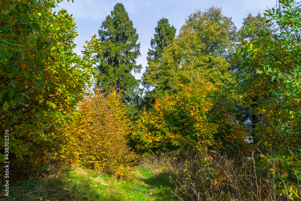 autumn mixed forest, illuminated by bright rays of the sun	
