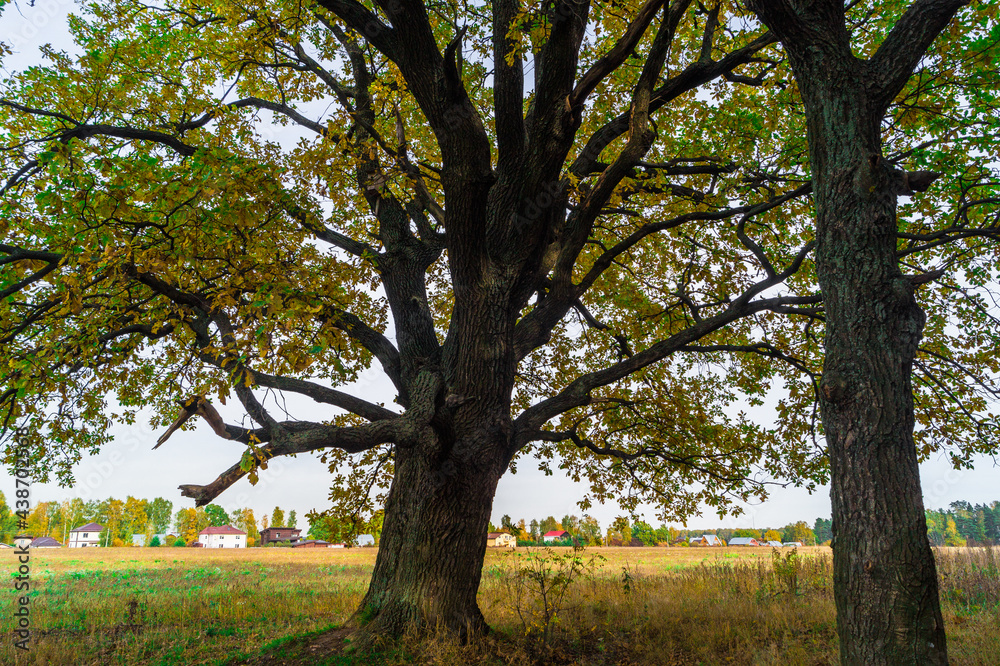 Relic oaks with lush crowns illuminated by the cold autumn sun.Beautiful ancient oak grove Golden autumn. Relic oaks with lush crowns illuminated by the cold autumn sun.Beautiful ancient oak grove Golden autumn.