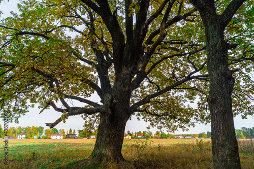 Fototapeta Naklejka Na Ścianę i Meble -  Relic oaks with lush crowns illuminated by the cold autumn sun.Beautiful ancient oak grove Golden autumn.	