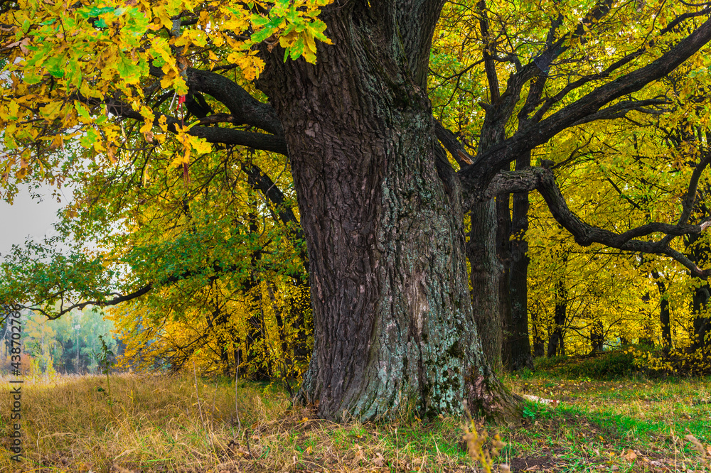 Relic oaks with lush crowns illuminated by the cold autumn sun.Beautiful ancient oak grove Golden autumn. Relic oaks with lush crowns illuminated by the cold autumn sun.Beautiful ancient oak grove Golden autumn.