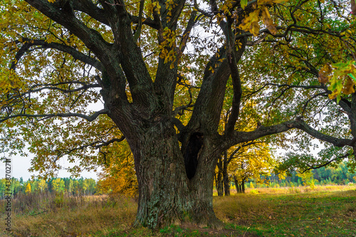 Relic oaks with lush crowns illuminated by the cold autumn sun.Beautiful ancient oak grove Golden autumn. 