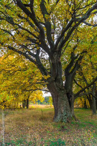 Relic oaks with lush crowns illuminated by the cold autumn sun.Beautiful ancient oak grove Golden autumn.