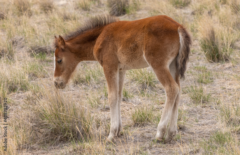 Cute Wild Horse Foal in the Utah Desert