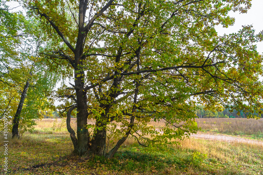 Relic oaks with lush crowns illuminated by the cold autumn sun.Beautiful ancient oak grove Golden autumn. Relic oaks with lush crowns illuminated by the cold autumn sun.Beautiful ancient oak grove Golden autumn.