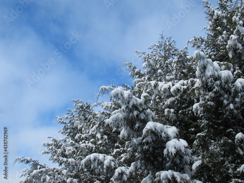 Snow covered evergreen tree close-up in winter with blue sky and white clouds