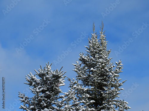 Snow covered evergreen tree in winter time with blue sky and white clouds