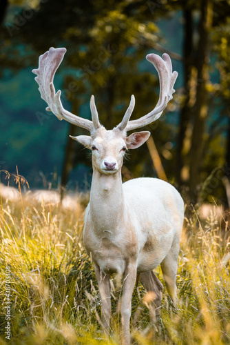 Fototapeta Naklejka Na Ścianę i Meble -  white fallow deer standing in long grass in the forest clearing 