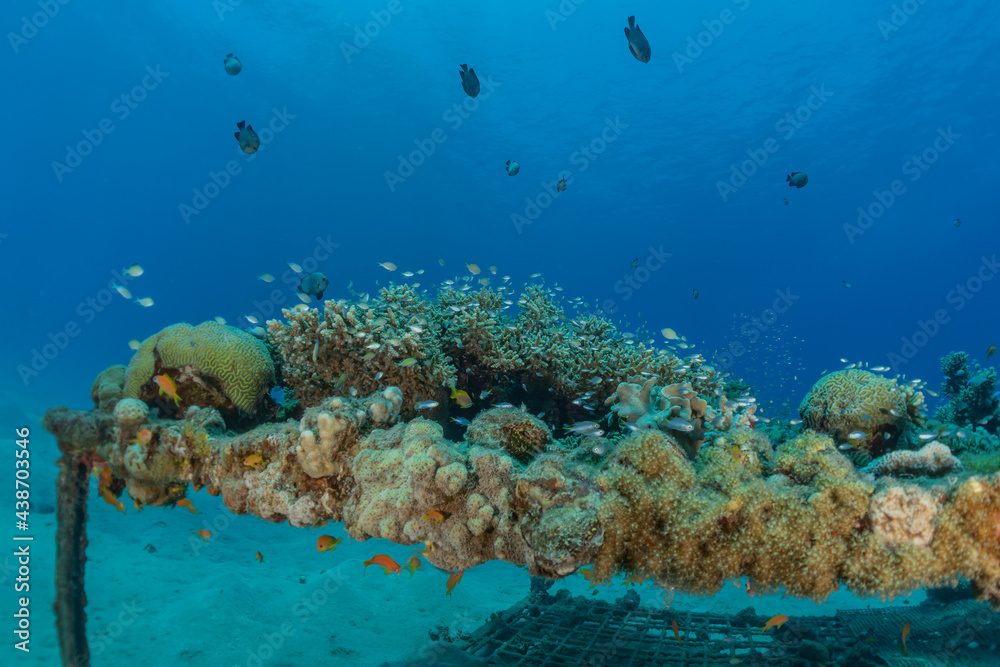 Naklejka premium Coral reef and water plants in the Red Sea, Eilat Israel