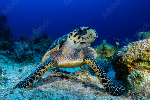 A hawksbill turtle next to some sponge on the reef. These turtles love to eat sponge so this is the perfect environment for this docile creature photo