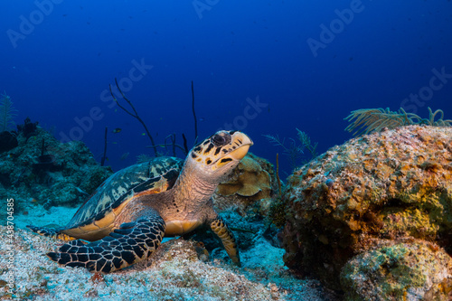 A hawksbill turtle next to some sponge on the reef. These turtles love to eat sponge so this is the perfect environment for this docile creature