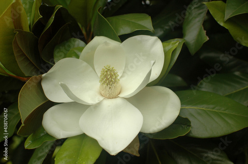 A white magnolia bloomed among the green leaves of the tree. A magnolia tree on a branch in the park.