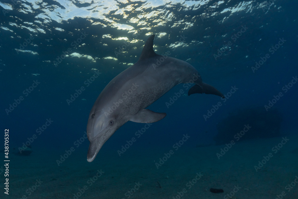 Fototapeta premium Dolphin swimming in the Red Sea, Eilat Israel 