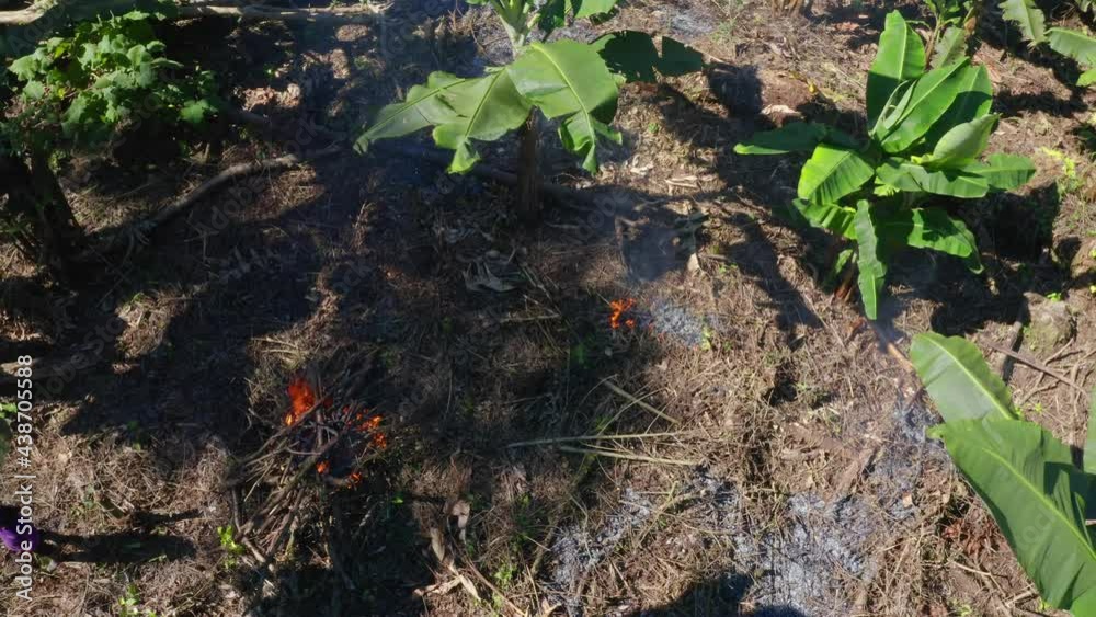 The underground of a banana plantation in a tropical forest has been put on fire to create a fertilized ground, part of the slash and burn culture The underground of a banana plantation in a tropical forest has been put on fire to create a fertilized ground, part of the slash and burn culture