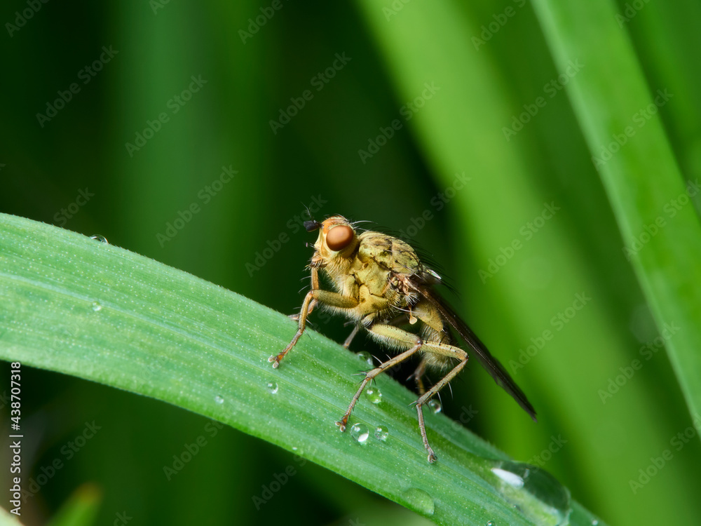 Naklejka premium fly on leaf