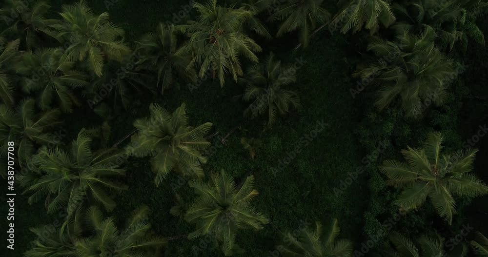 palms in zenith view in Dominican Republic palms in zenith view in Dominican Republic