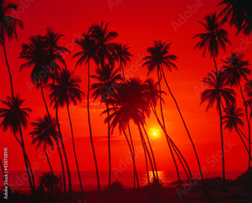 palm beach  sunset  backlight  