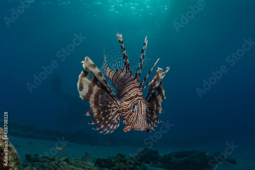 Lionfish in the Red Sea colorful fish, Eilat Israel 