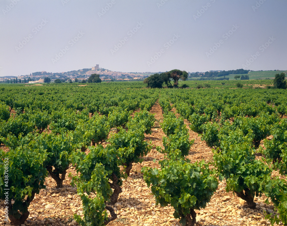 france, rhone valley, chateauneuf du pape, vineyard, 