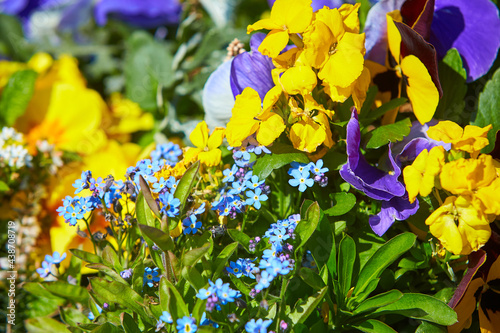 Blooming bright street bouquet flowers close-up, green summer field. Nature, plants, botany, gardening. photo