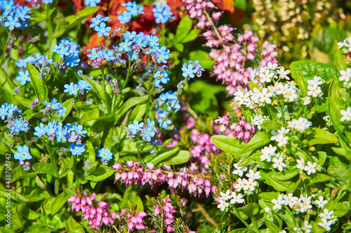 Blooming bright street bouquet flowers close-up, green summer field. Nature, plants, botany, gardening. photo