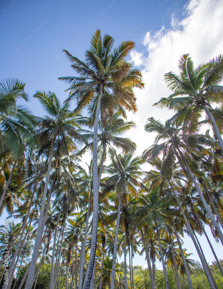 Fototapeta premium palm tree in the sky