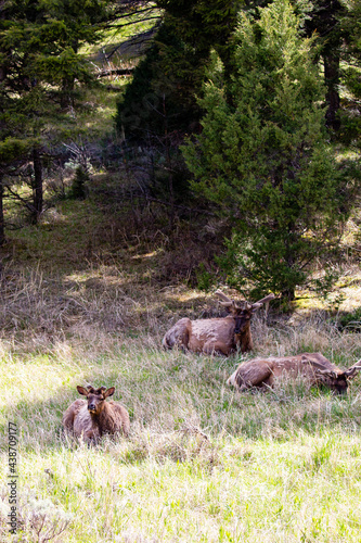 Male elk bedded down in Yellowstone National Park, Wyoming in springtime