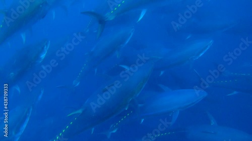 Chasing tuna in atlantic ocean photo